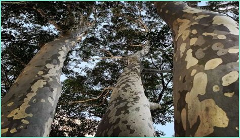 Is Spotted Gum sustainable?