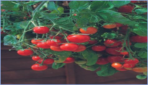 Should i pinch out tumbling tom tomatoes?