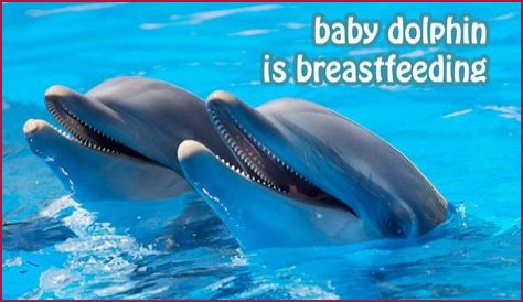 What does breasting dolphin do?
