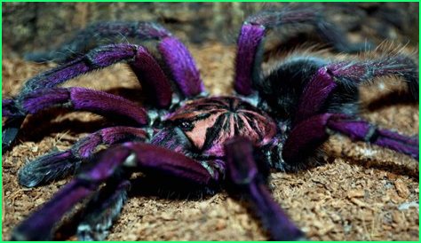 What is an arboreal tarantula?