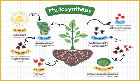 Why do plants Photosynthesise and respire?
